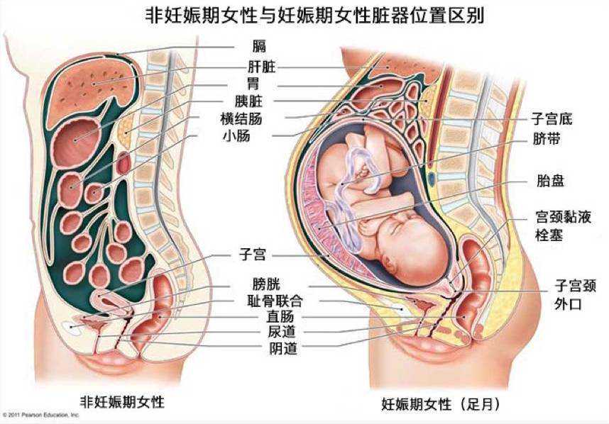 孕妈妈孕期危害温州供精试管医院哪家好生命的常见病