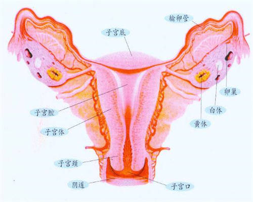 不要结婚证的试管医院——妊娠中期温州找个代孕多少钱的频繁运动