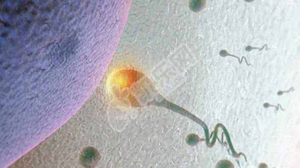 温州捐卵网,不排卵严重还是输卵管堵塞严重